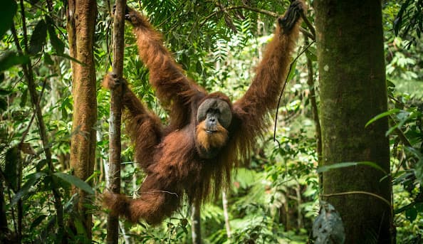 Jungle Trekking – 2 Days / 1 Night
