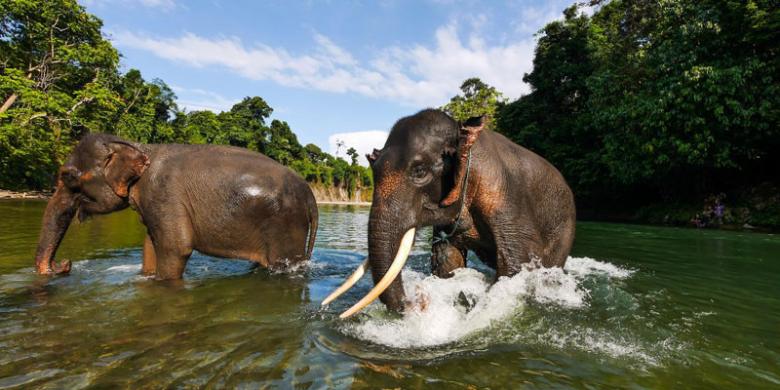 North Sumatra Elephant and Jungle Adventure